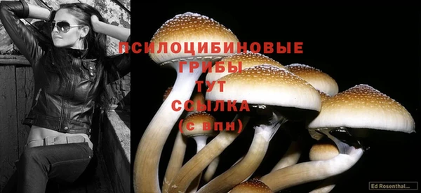 ГАЛЛЮЦИНОГЕННЫЕ ГРИБЫ Инта